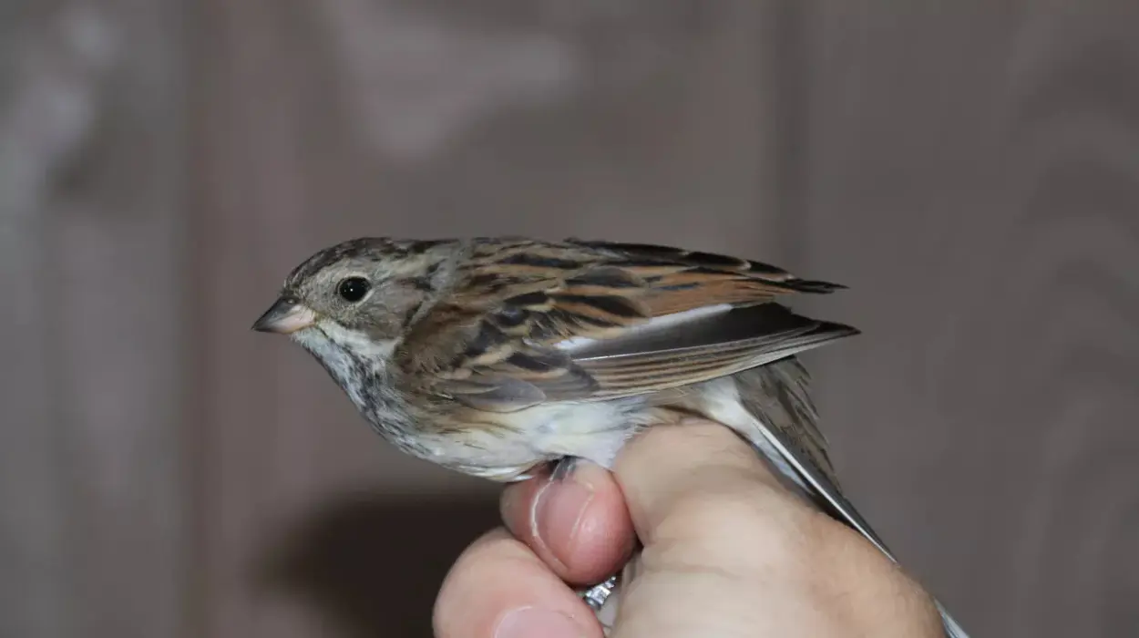 Masked Bunting's rare visit to Knokke-Heist Wouter Favevts reacts