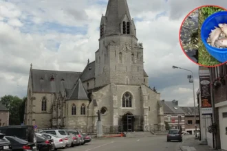 Mass fish die-off hits dender near Denderleeuw