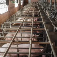 Meat lobby’s pushback against EU Animal Welfare Reforms