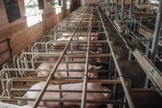 Meat lobby’s pushback against EU Animal Welfare Reforms