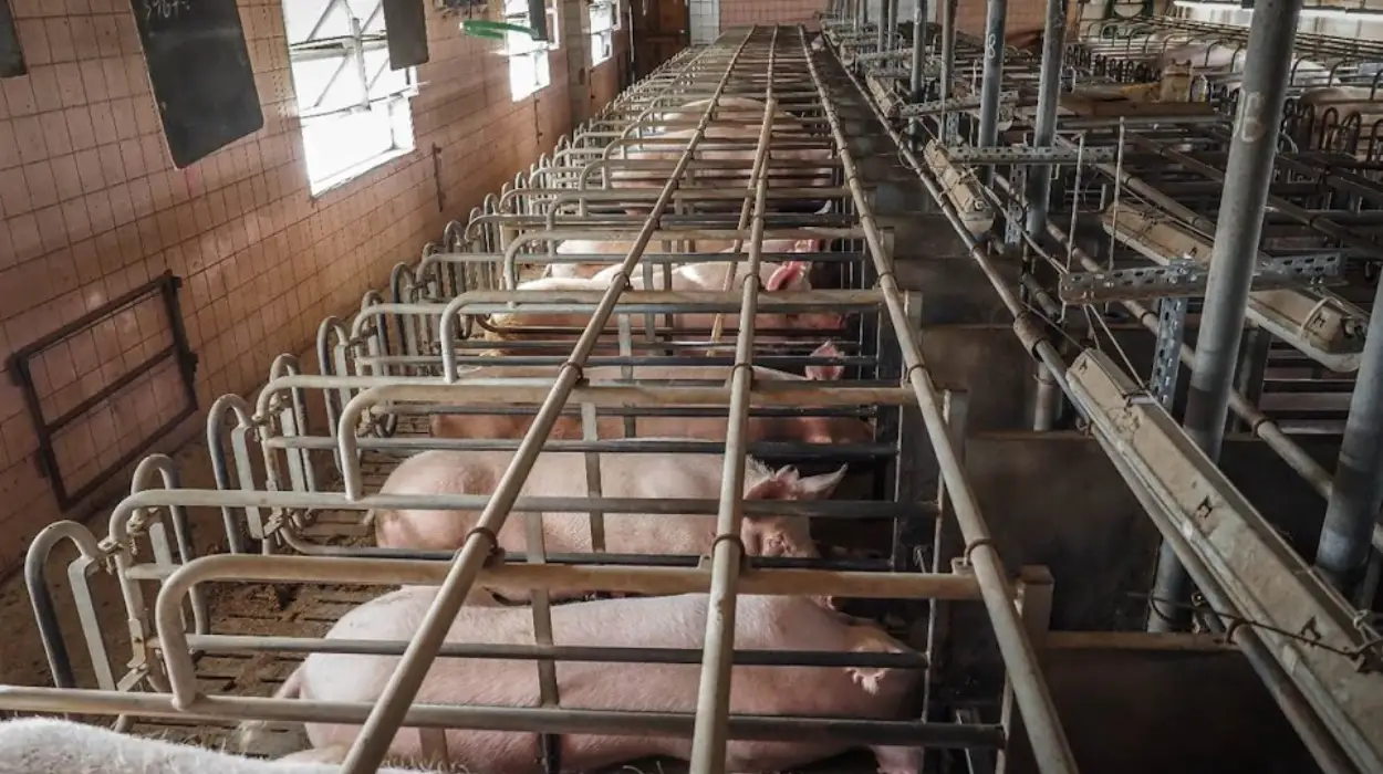 Meat lobby’s pushback against EU Animal Welfare Reforms