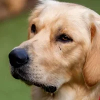 Mechelen approves pet burials