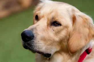 Mechelen approves pet burials