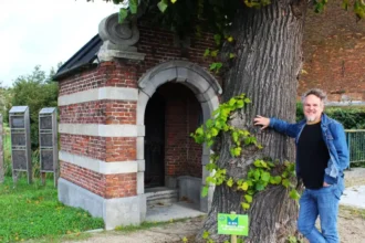 Mechelen launches tree beauty pageant competition