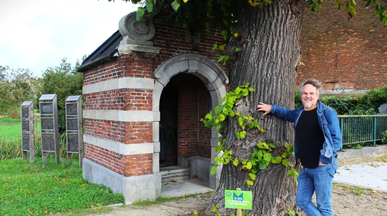 Mechelen launches tree beauty pageant competition