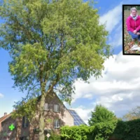 Meer Wolf kills sheep Jane 40 meter from Evy Rombouts' home