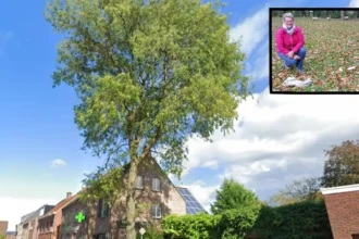 Meer Wolf kills sheep Jane 40 meter from Evy Rombouts' home