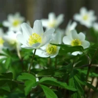 Meise Botanic Garden studies climate impact on wood anemones