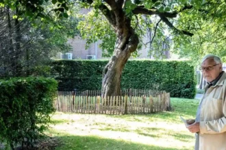 Memorial mulberry tree in Sint-Niklaas honors asbestos victims