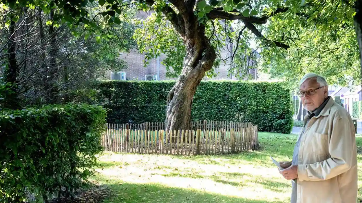 Memorial mulberry tree in Sint-Niklaas honors asbestos victims