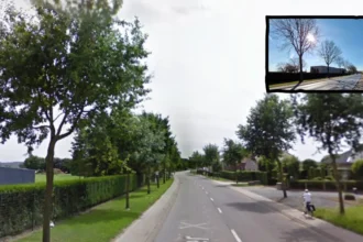 Merchtem plans to cut 50 oak trees as CD&V Plus objects