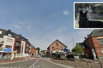 Mien Van seeks wolf zone expansion after Herselt calf kill