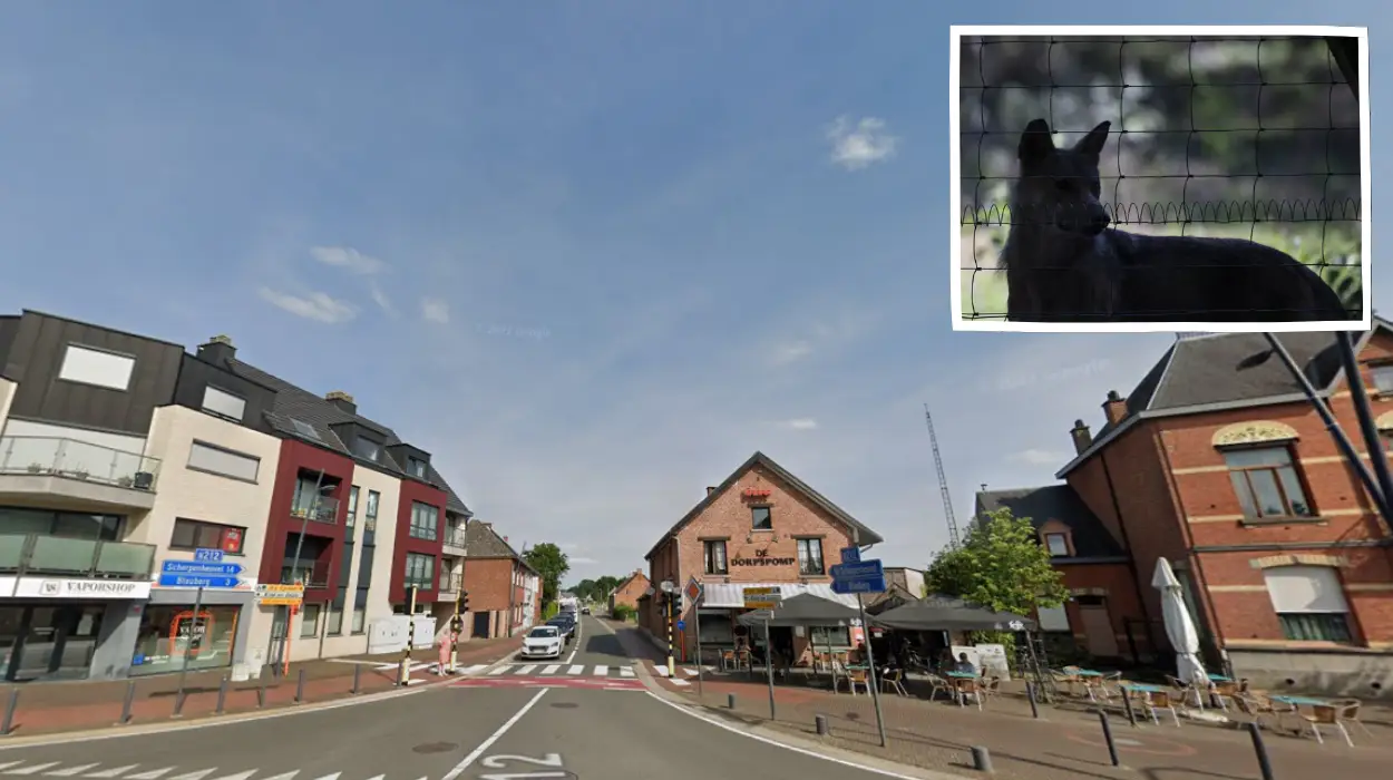 Mien Van seeks wolf zone expansion after Herselt calf kill