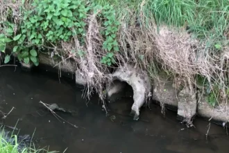 Molenbeek stream in Ronse turned black due to pollution
