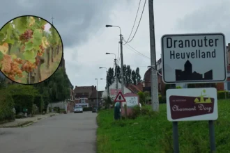 Monteberg Winery in Dranouter starts earliest Harvest August 16