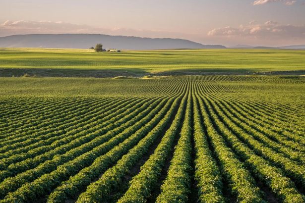 EU agriculture and food security represented by European farmland and crops