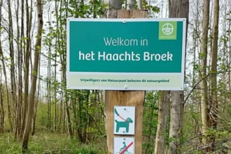 Natuurpunt Haacht to cut 2 Ha American oaks, led by Lemaitre