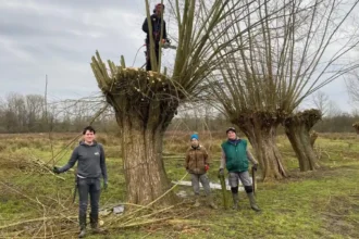 Natuurpunt legacy Volunteers prune trees in Mechels Broek