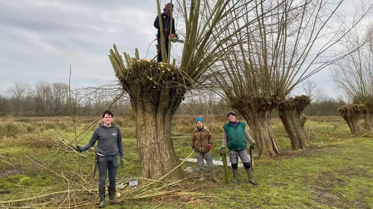 Natuurpunt legacy Volunteers prune trees in Mechels Broek