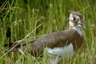 Northern Lapwing standing in a Belgian meadow during conservation efforts