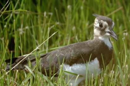 Northern Lapwing standing in a Belgian meadow during conservation efforts