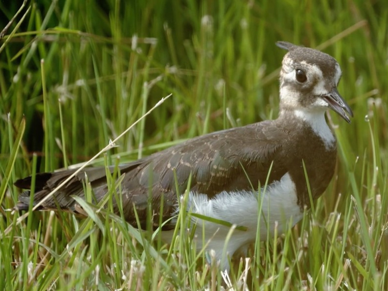 Northern Lapwing standing in a Belgian meadow during conservation efforts