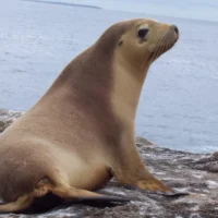 New survey shows growing support for more action to protect seals