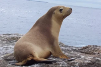 New survey shows growing support for more action to protect seals