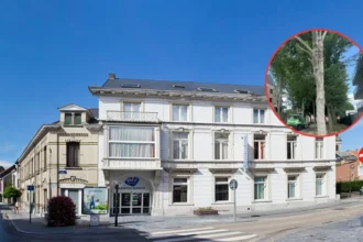 Ninove prunes 6 silver maples amid local debate