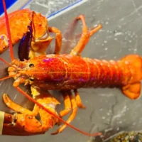Orange lobster discovered at restaurant balena in Genk