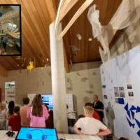 Orca skeleton revealed at Duinpanne centre in De Panne