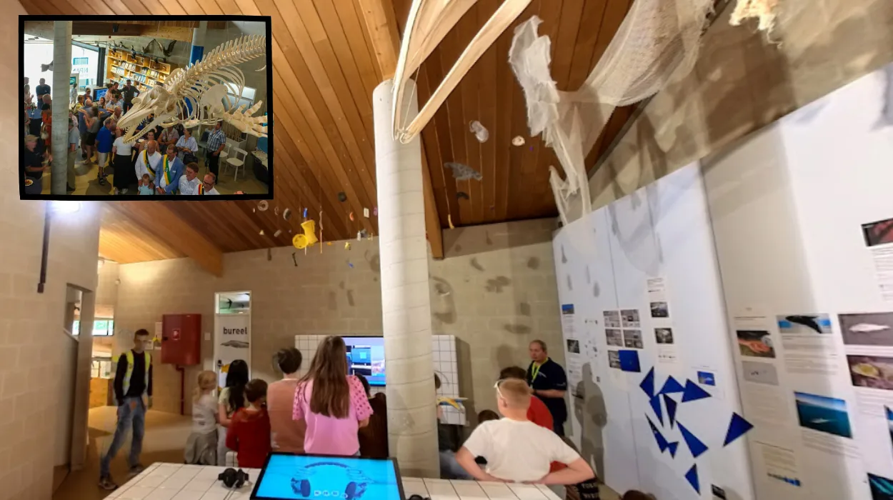 Orca skeleton revealed at Duinpanne centre in De Panne