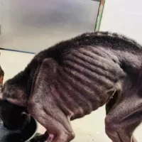 Ostend appoints Fabrice Goffin as animal welfare Alderman to address cruelty