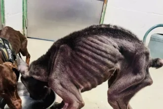 Ostend appoints Fabrice Goffin as animal welfare Alderman to address cruelty