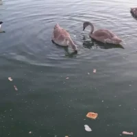 Ostend posts signs to stop bread feeding in parks