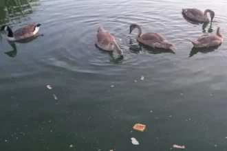 Ostend posts signs to stop bread feeding in parks