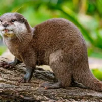 Otter seen near Mechelen as WWF notes nature rebound