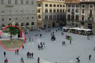 Oudegem flower beds mowed flat by student worker