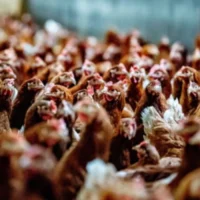 Oudsbergen team rescues Bocholt crane amid bird flu outbreak