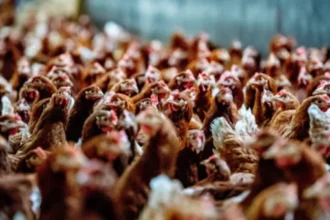 Oudsbergen team rescues Bocholt crane amid bird flu outbreak