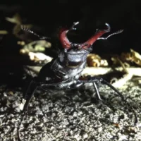 Overijse sports hall threatens Stag Beetles Natuurpunt Warns