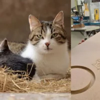 Poezenboot builds 400 stray cat homes in Ghent with schools