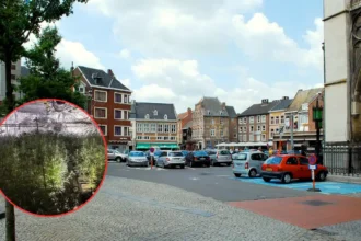 Police Seize 700 Cannabis Plants in Tongeren-Borgloon