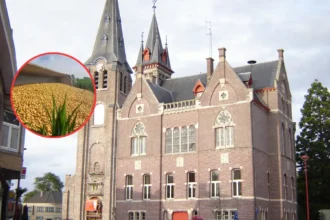 Potatoes spilled as truck crashes in Ruiselede field