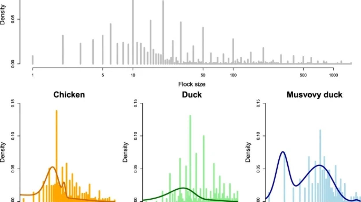 Poultry Population Statistics and Risk Assessment