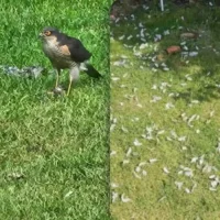 Protecting pets in Sint-Niklaas