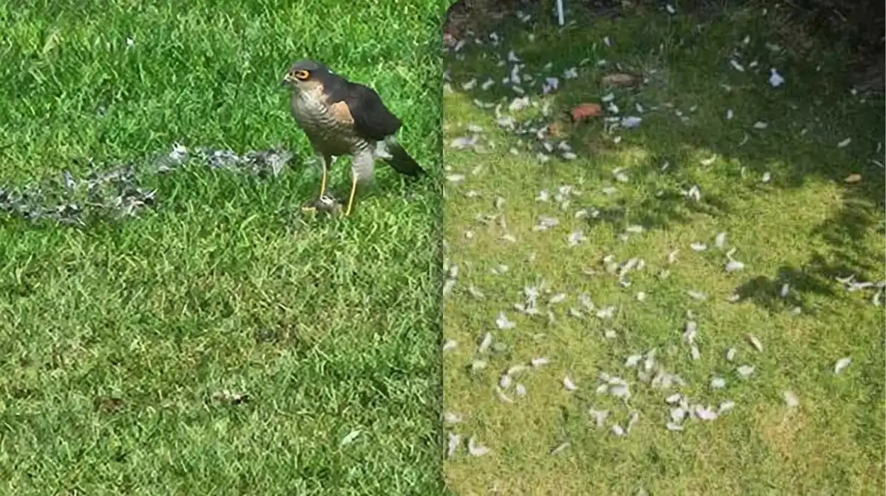 Protecting pets in Sint-Niklaas