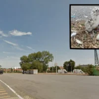 Rare gull chicks hatch in Zeebrugge for first time