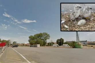 Rare gull chicks hatch in Zeebrugge for first time