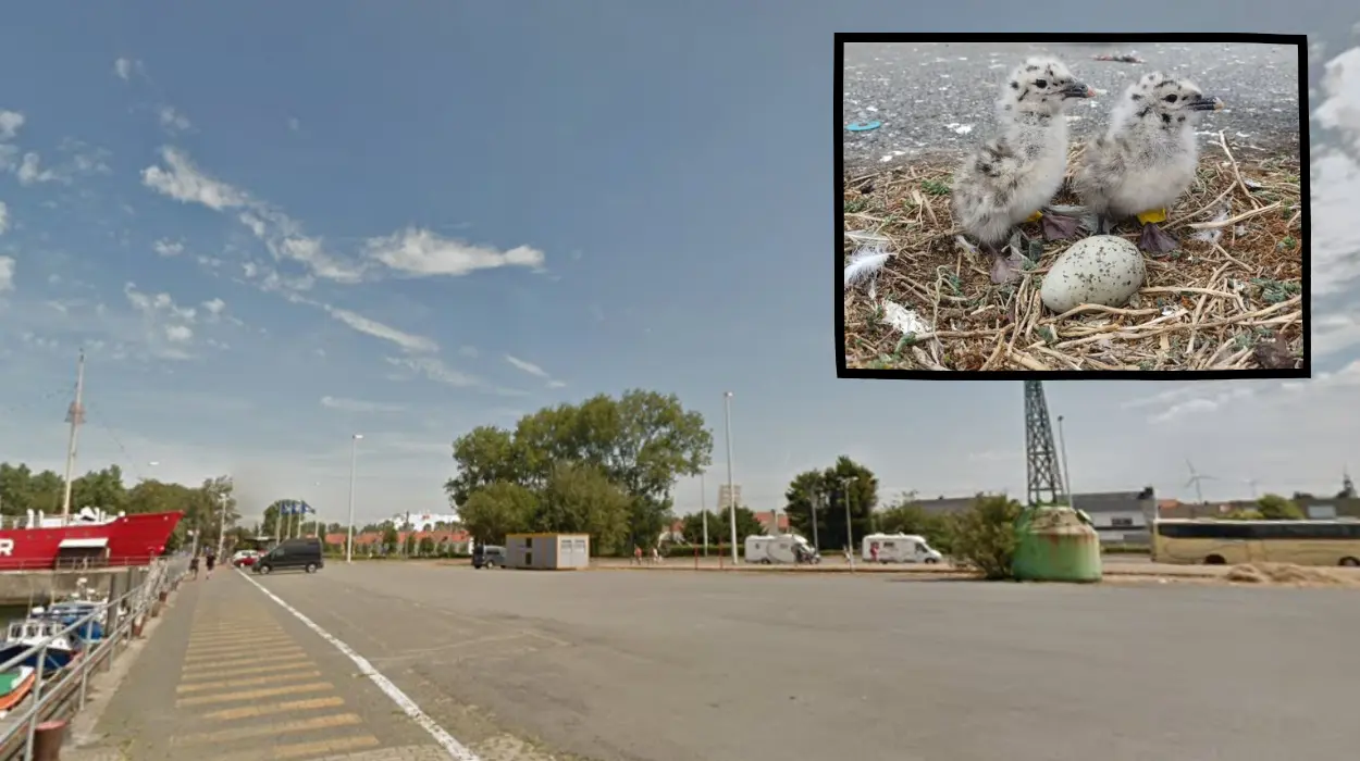 Rare gull chicks hatch in Zeebrugge for first time